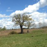 Woodsman Tree Care - Bristol/Bath based tree surgeons